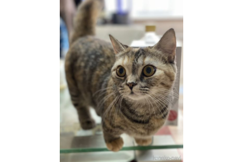 販売中のミヌエットの親猫